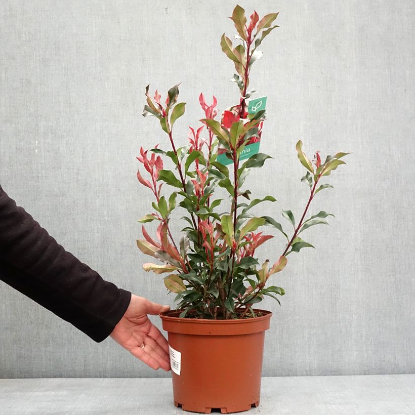 Photinia  fraseri Dynamo Red - Christmas Berry 4L/5L pot sample as delivered in winter