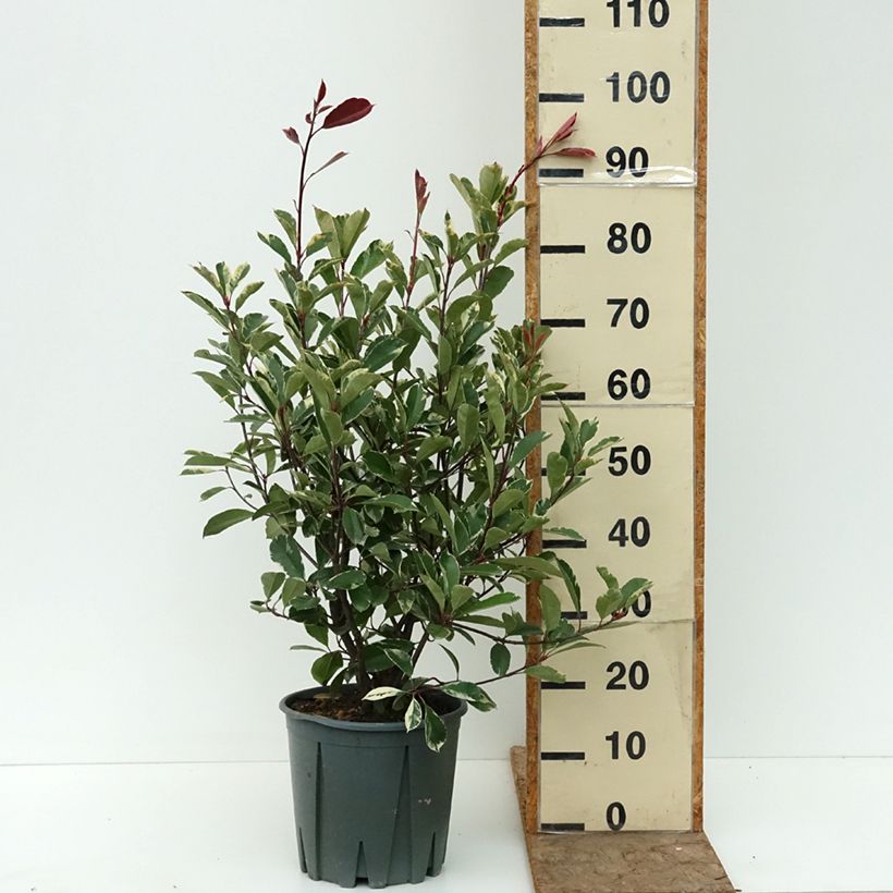 Photinia fraseri Louise Pot de 7,5L/10L sample as delivered in summer