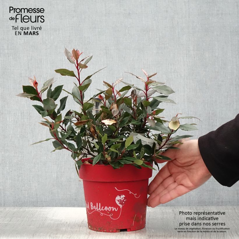 Photinia fraseri Red Ballcoon - Christmas Berry 2L/3L pot sample as delivered in spring