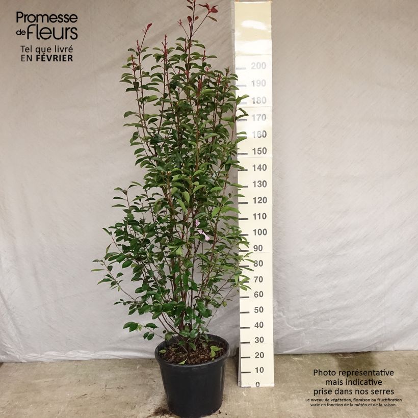 Photinia fraseri Red Robin - Christmas Berry 18L/20L pot sample as delivered in winter