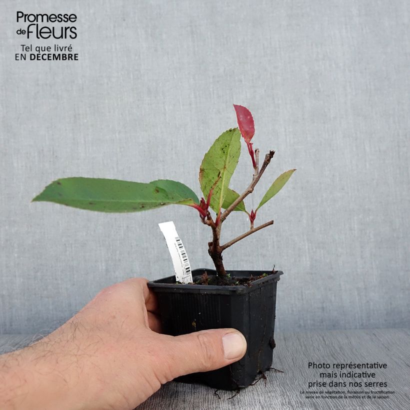 Photinia fraseri Red Robin - Christmas Berry 8/9 cm pot sample as delivered in autumn