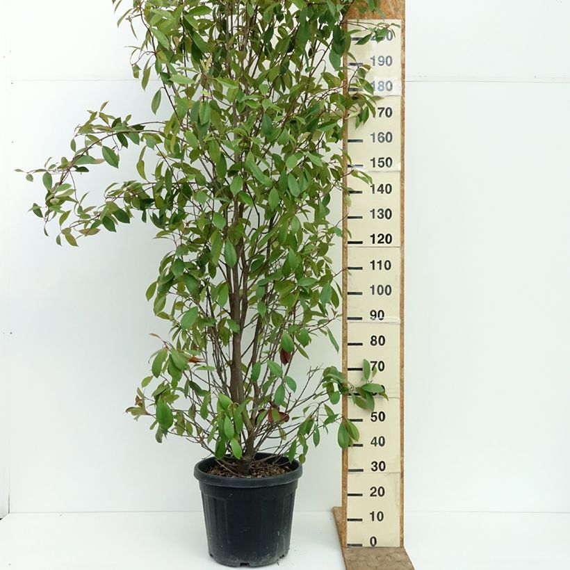 Photinia fraseri Red Robin - Christmas Berry 30L/35L pot sample as delivered in summer