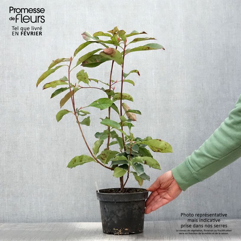 Photinia fraseri Red Select 3L/4L pot sample as delivered in winter