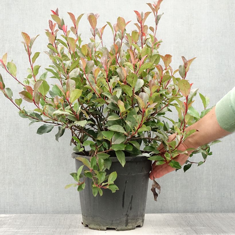 Photinia Little Red Robin en pot de 10L sample as delivered in summer