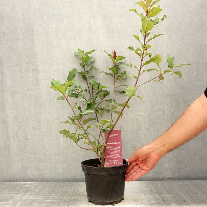 Photinia fraseri Magical Volcano - Christmas Berry 2L/3L pot sample as delivered in summer