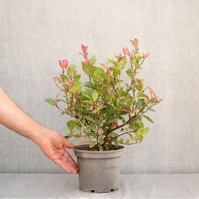 Photinia fraseri Nana - Christmas Berry 2L/3L pot sample as delivered in summer