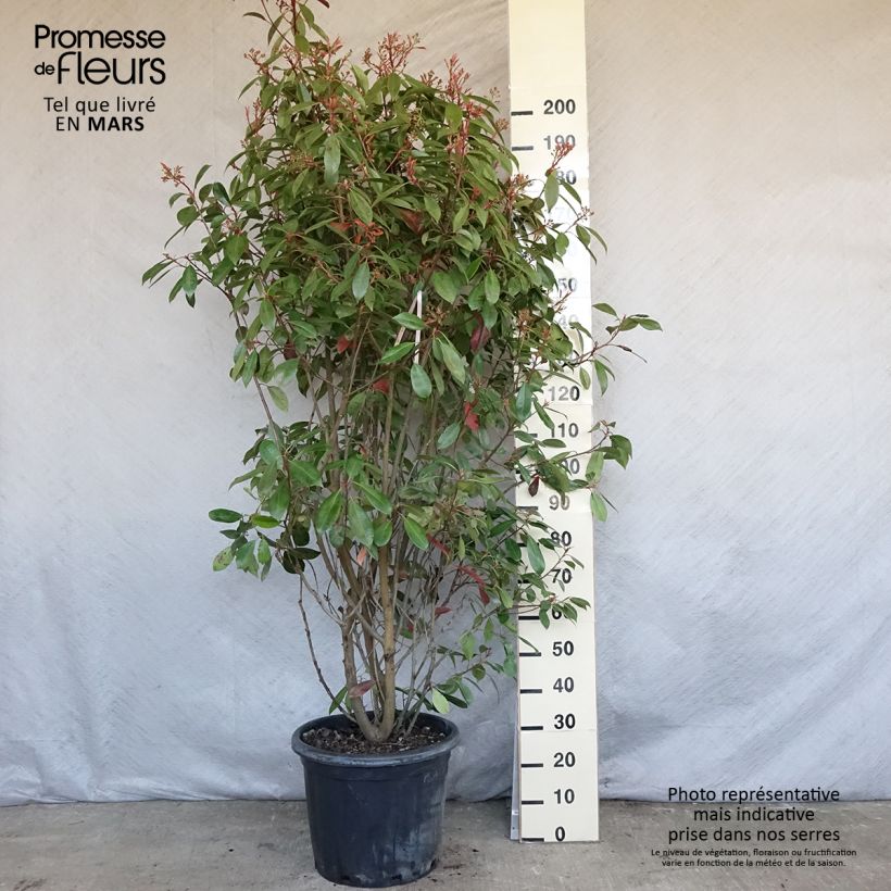 Photinia fraseri Red Robin - Christmas Berry 30L/35L pot sample as delivered in spring