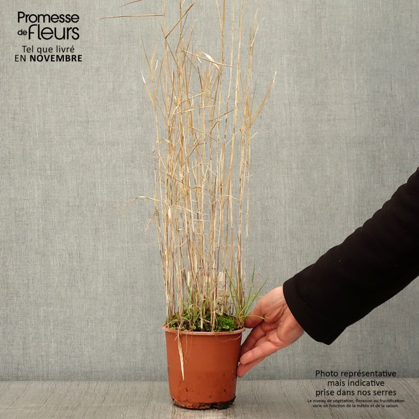 Phragmites australis 1L/1.5L pot sample as delivered in autumn