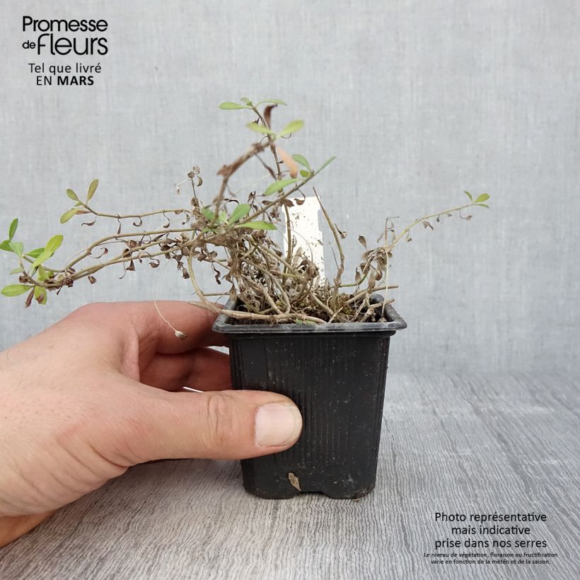 Phyla nodiflora var. canescens - Capeweed 7/8 cm pot sample as delivered in spring