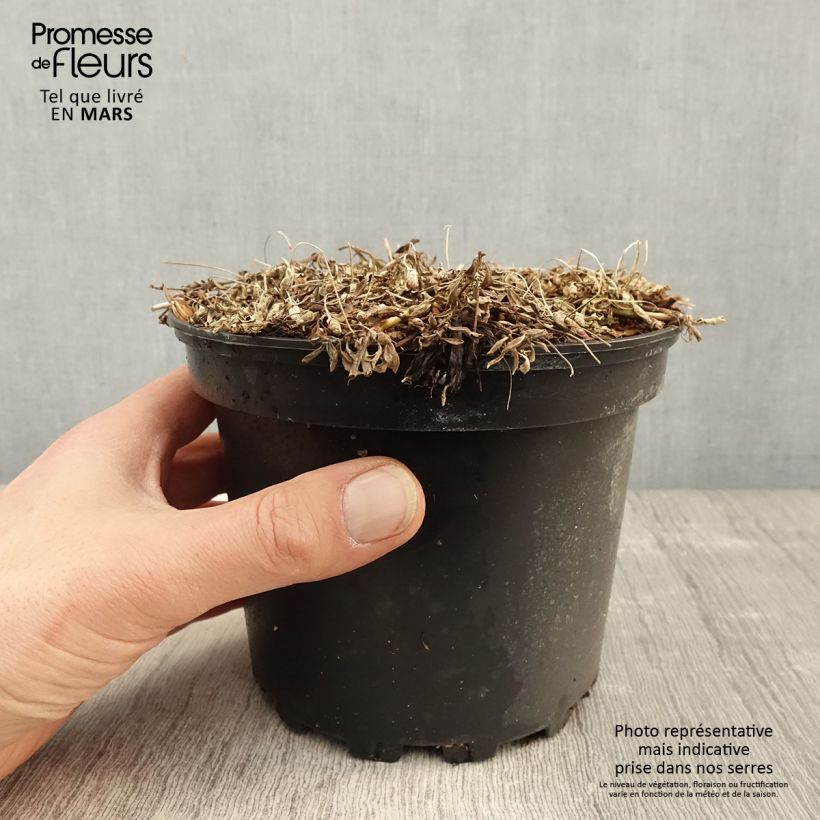 Phyla nodiflora - Capeweed 2L/3L pot sample as delivered in spring