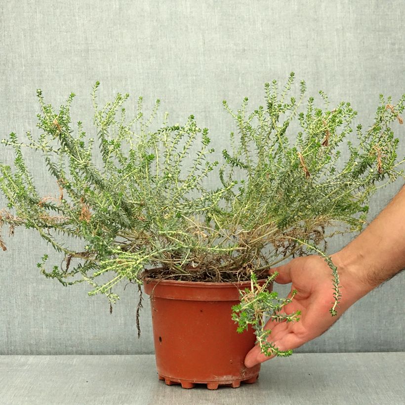 Phylica ericoides 3L/4L pot sample as delivered in summer
