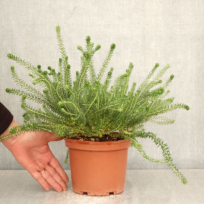Phylica ericoides 3L/4L pot sample as delivered in spring