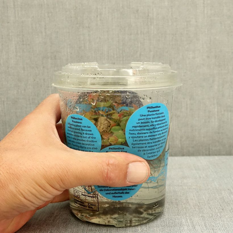 Phyllanthus fluitans Tin sample as delivered in summer