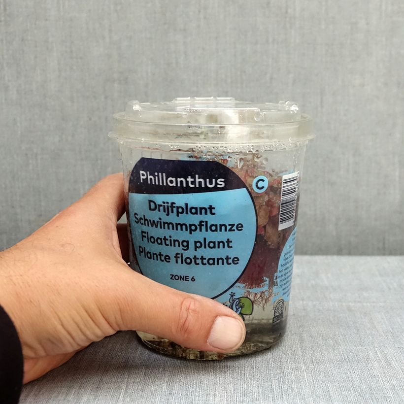 Phyllanthus fluitans Tin sample as delivered in spring