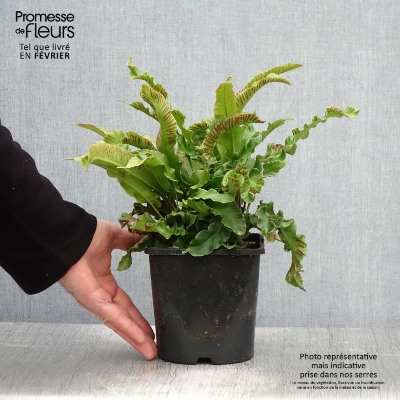 Phyllitis scolopendrium 2L/3L pot sample as delivered in winter