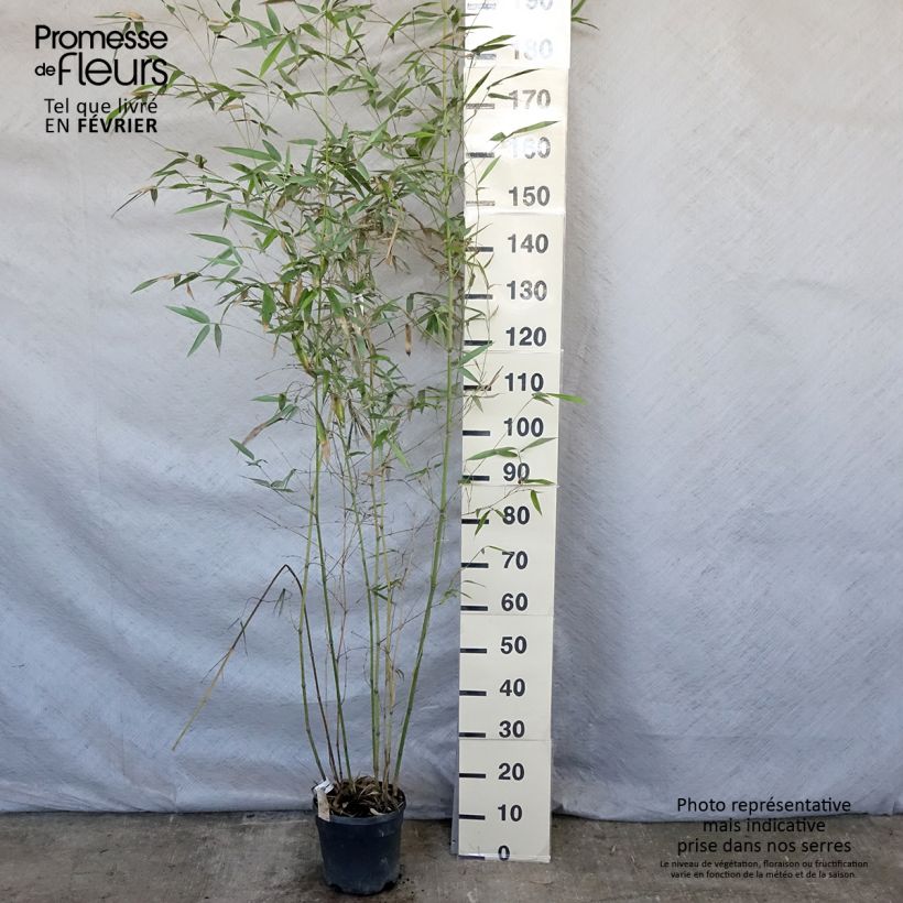 Phyllostachys glauca - Blue Bamboo 4L/5L pot sample as delivered in winter