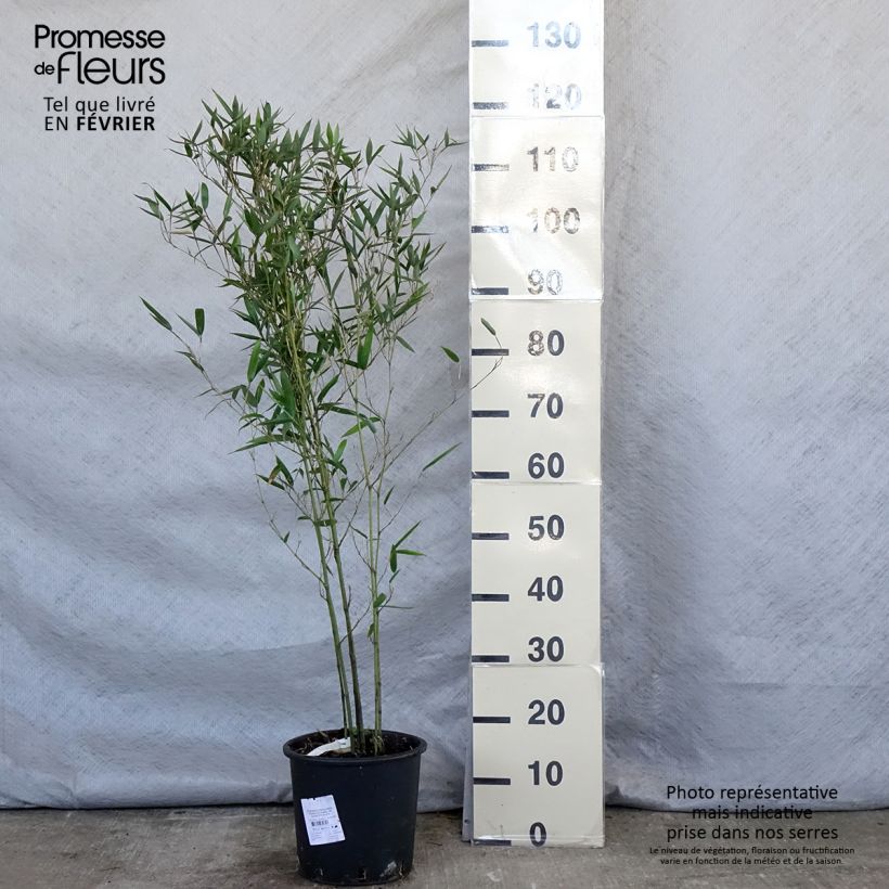 Phyllostachys heteroclada - Giant Bamboo 4L/5L pot sample as delivered in winter