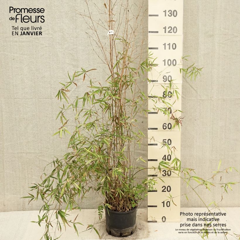 Phyllostachys humilis - Bamboo 4L/5L pot sample as delivered in winter