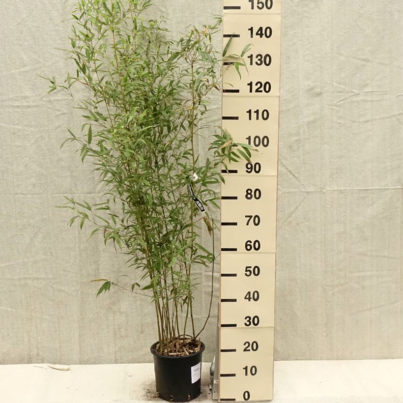 Phyllostachys humilis - Bamboo 4L/5L pot sample as delivered in spring