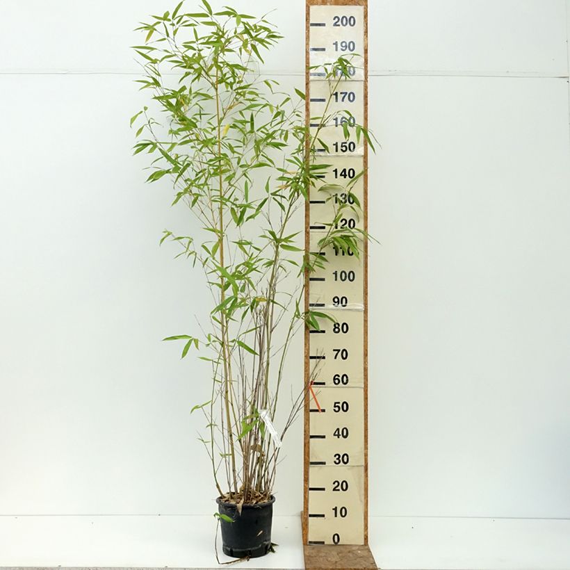 Phyllostachys rubromarginata 4L/5L pot sample as delivered in summer