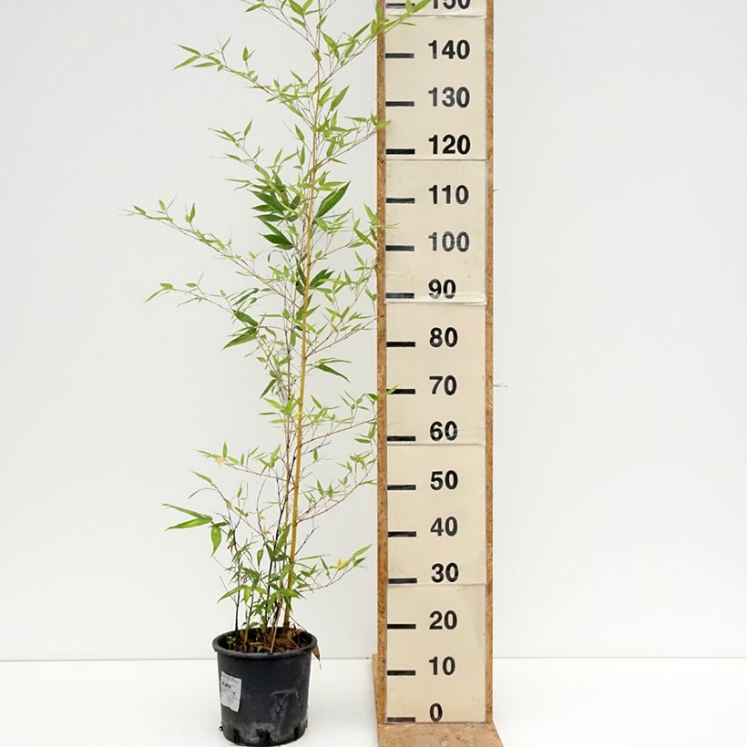 Phyllostachys viridis Sulphurea - Golden Chinese Bamboo 4L/5L pot sample as delivered in summer