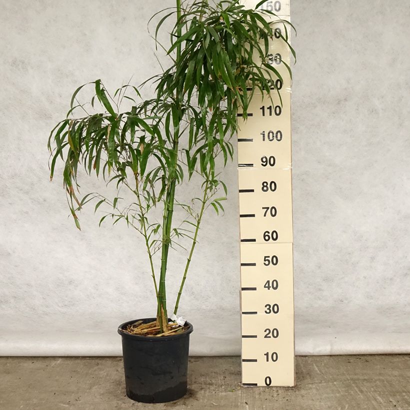 Phyllostachys vivax Huangwenzhu - Golden Chinese Timber Bamboo 7.5L/10L pot sample as delivered in spring