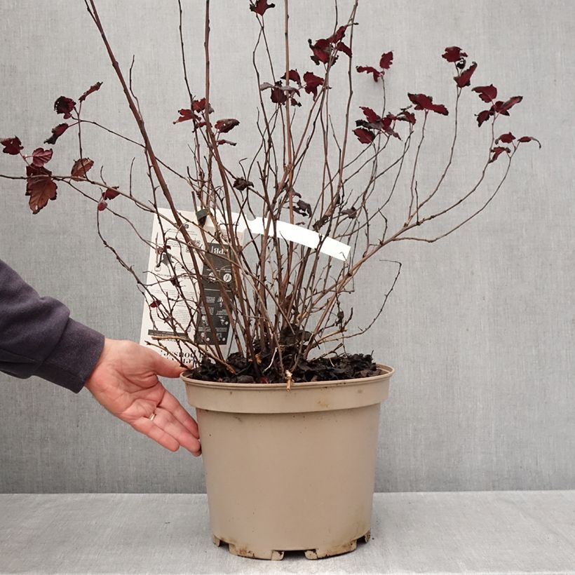 Physocarpus opulifolius Black Light - Ninebark 7.5L/10L pot sample as delivered in autumn