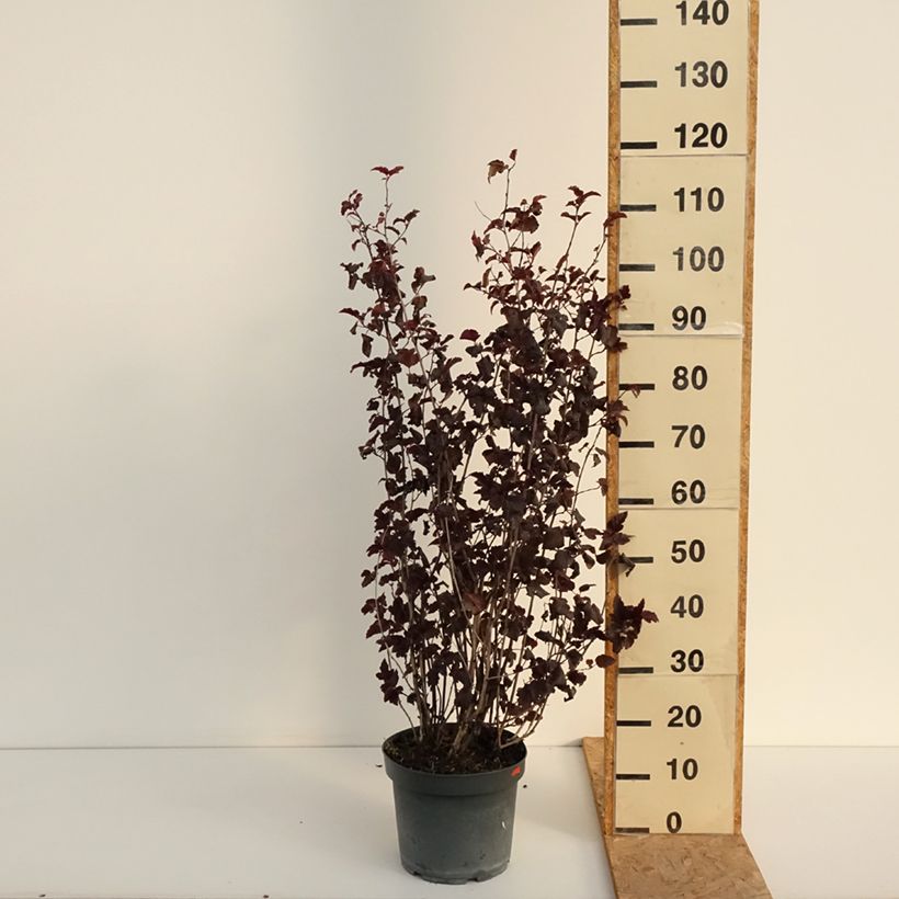 Physocarpus opulifolius Diabolo - Ninebark 6L/7L pot sample as delivered in summer