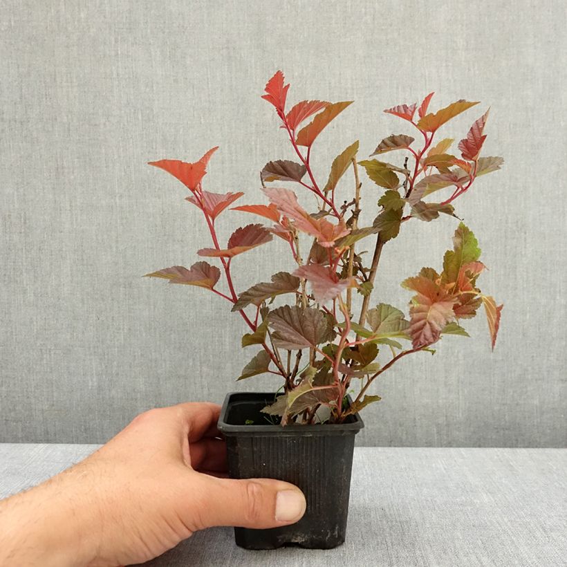Physocarpus opulifolius Little Angel - Ninebark 8/9 cm pot sample as delivered in spring