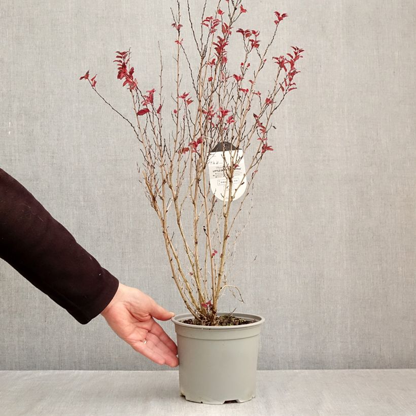 Physocarpus opulifolius Little Devil - Ninebark 3L/4L pot sample as delivered in autumn