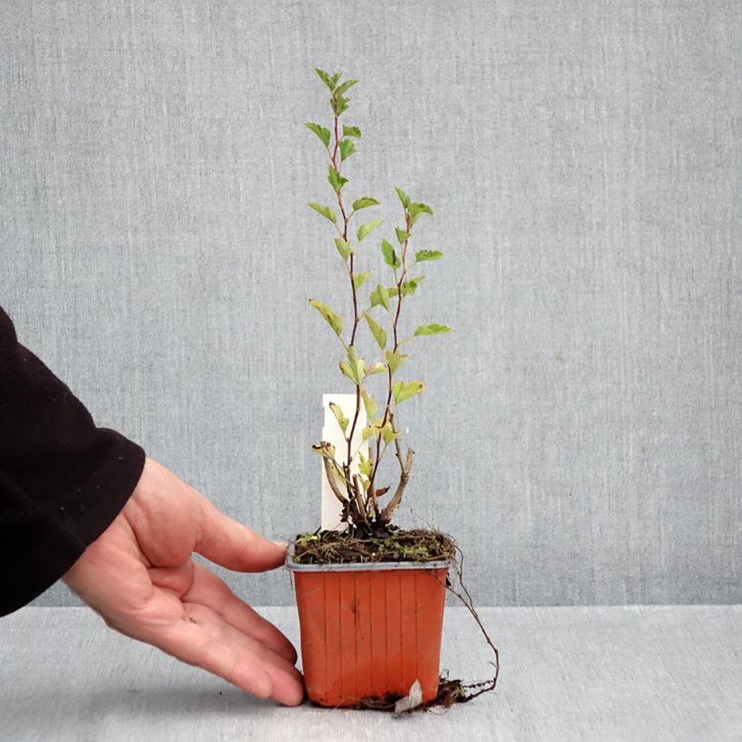 Physocarpus opulifolius Little Greeny 8/9 cm pot sample as delivered in autumn