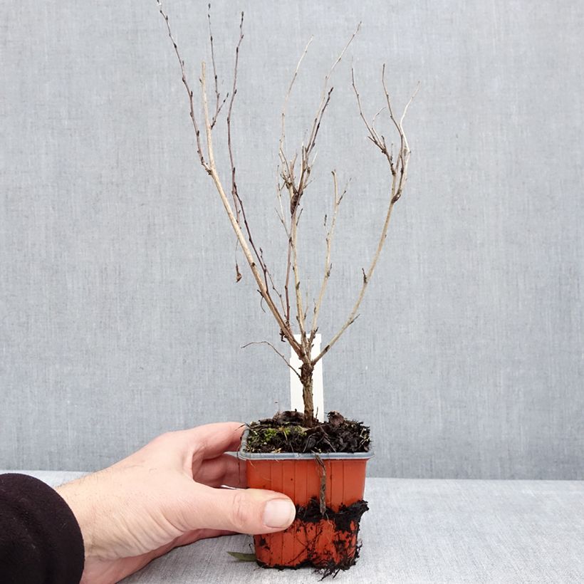 Physocarpus opulifolius Little Greeny 8/9 cm pot sample as delivered in winter