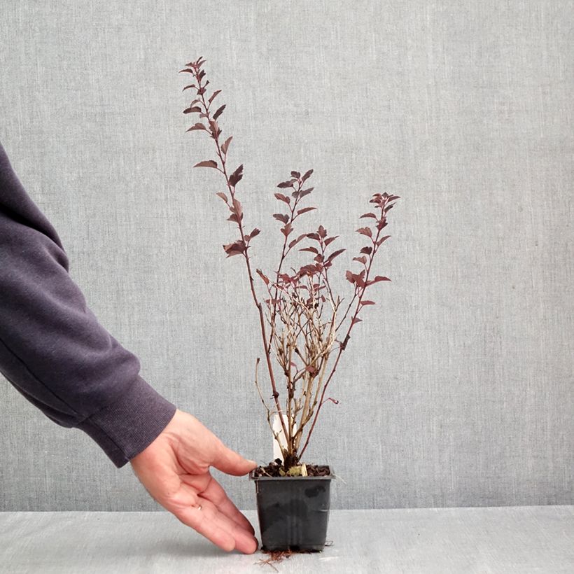 Physocarpus opulifolius Little Joker - Ninebark 8/9 cm pot sample as delivered in autumn