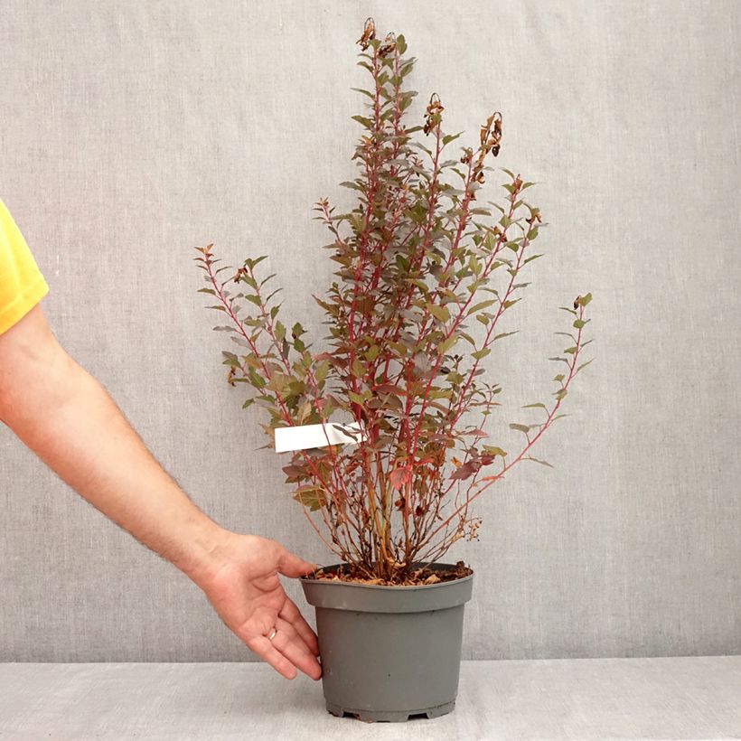 Physocarpus opulifolius Little Joker - Ninebark 2L/3L pot sample as delivered in summer