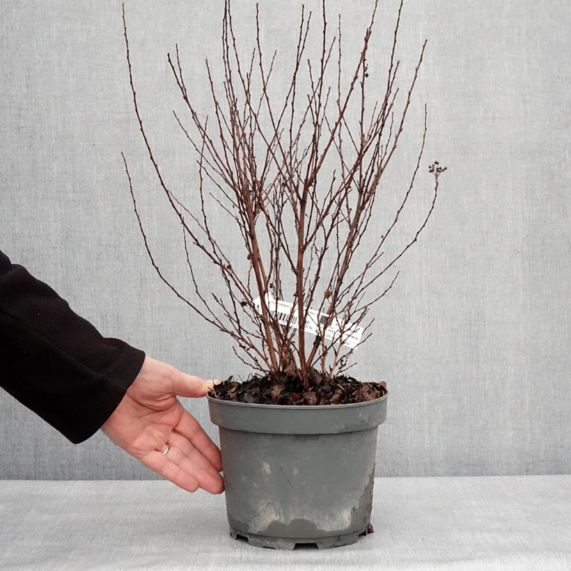 Physocarpus opulifolius Little Joker - Ninebark 2L/3L pot sample as delivered in winter