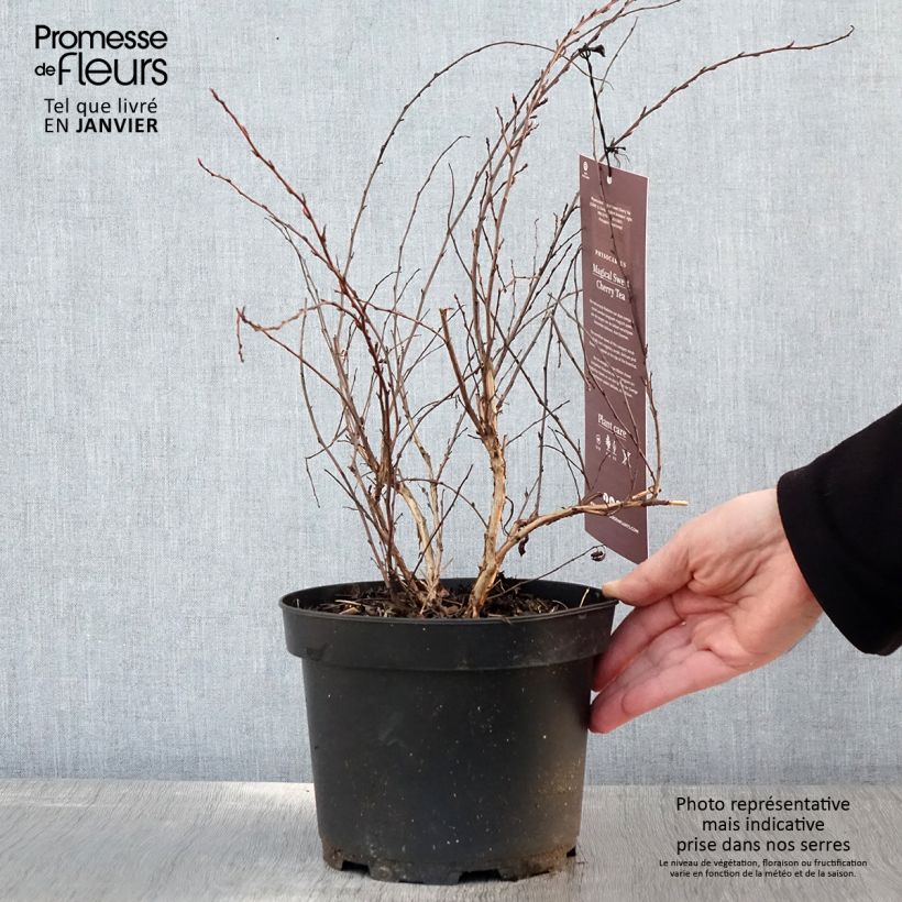 Physocarpus opulifolius Magical Sweet Cherry Tea - Ninebark 3L/4L pot sample as delivered in winter