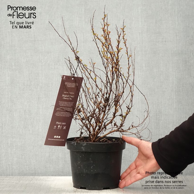 Physocarpus opulifolius Magical Sweet Cherry Tea - Ninebark 3L/4L pot sample as delivered in spring