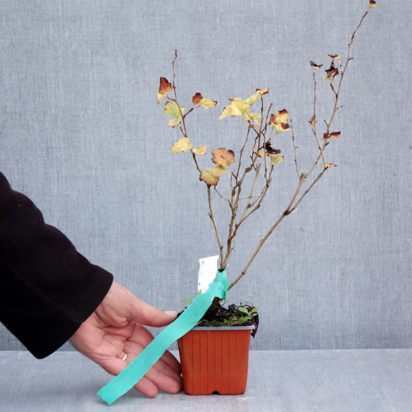 Physocarpus opulifolius Nugget 8/9 cm pot sample as delivered in autumn