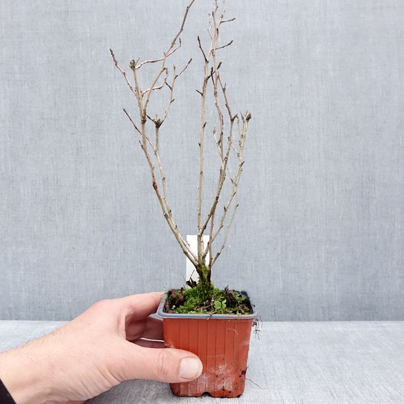 Physocarpus opulifolius Nugget 8/9 cm pot sample as delivered in winter