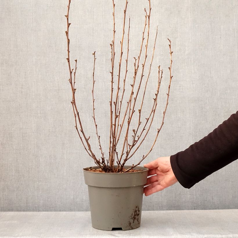 Physocarpus opulifolius Panther - Ninebark 4L/5L pot sample as delivered in spring