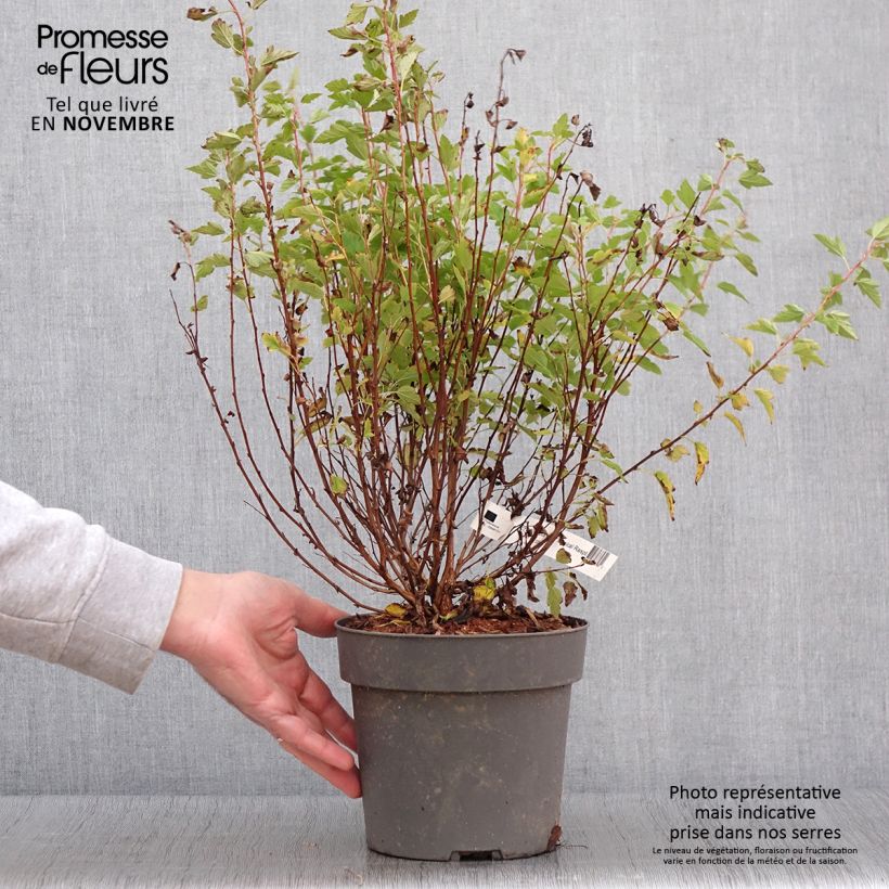 Physocarpus opulifolius Raspberry Lemonade - Ninebark 3L/4L pot sample as delivered in autumn