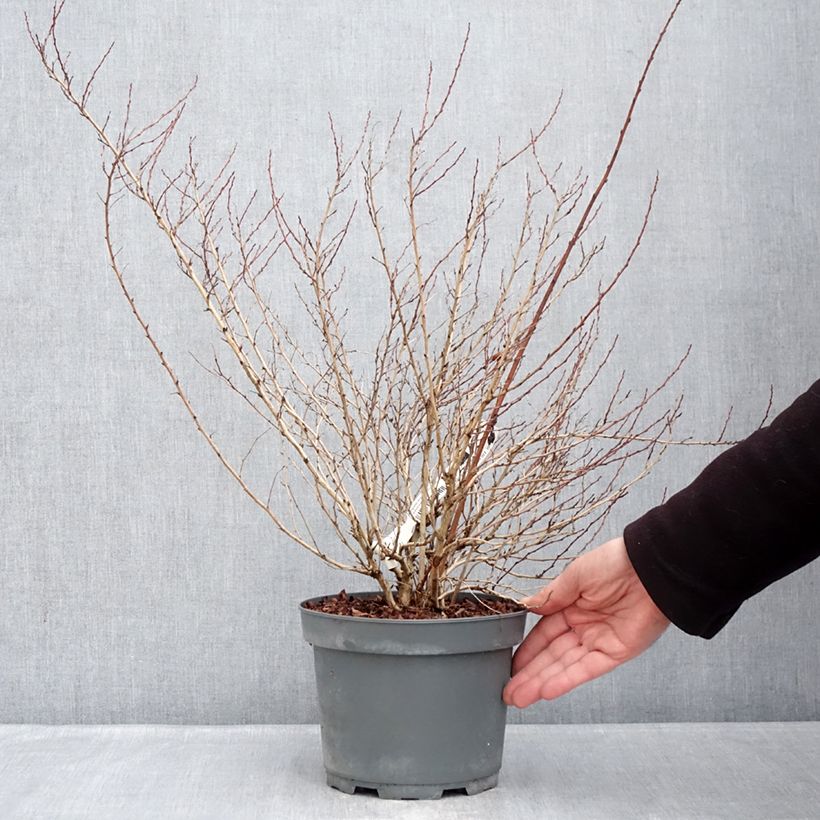 Physocarpus opulifolius Raspberry Lemonade - Ninebark 3L/4L pot sample as delivered in winter