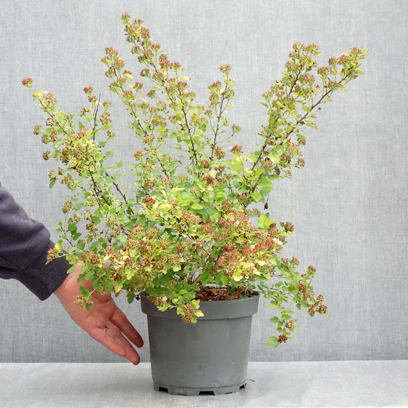 Physocarpus opulifolius Raspberry Lemonade - Ninebark 3L/4L pot sample as delivered in spring