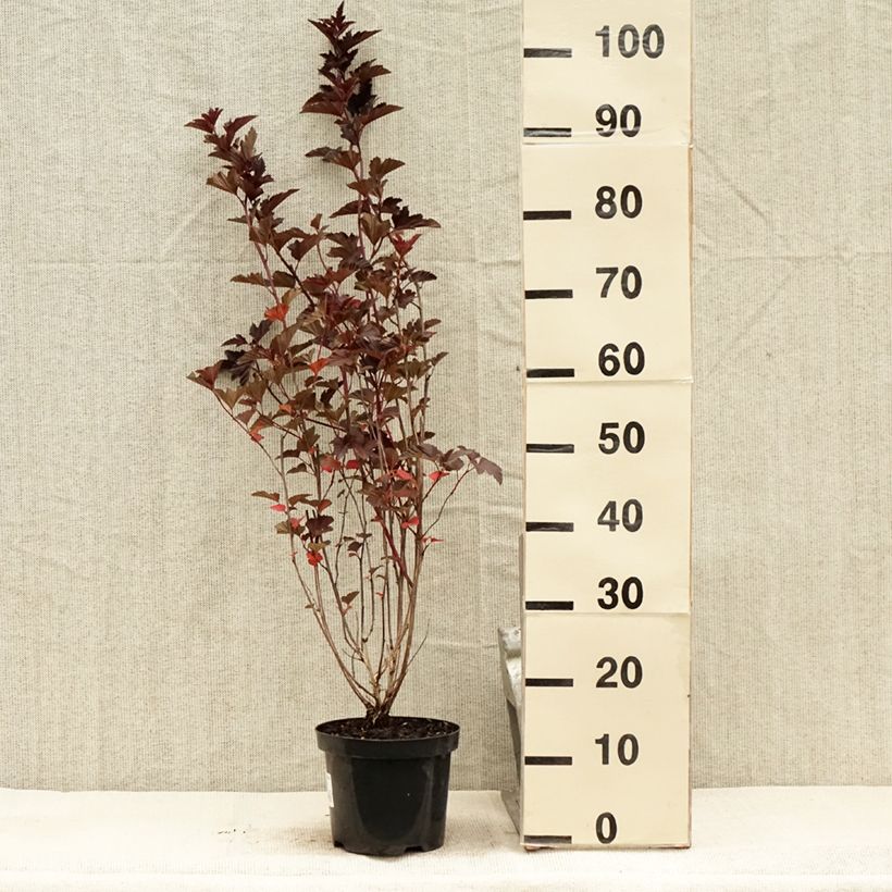 Physocarpus opulifolius Red Baron - Ninebark 2L/3L pot sample as delivered in summer