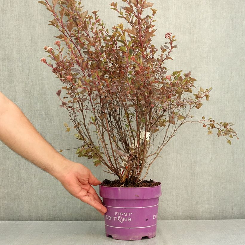 Physocarpus opulifolius Spicy Devil®  - Ninebark 3L/4L pot sample as delivered in summer
