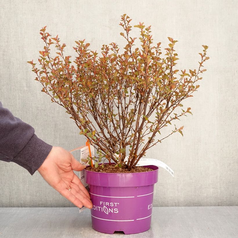 Physocarpus opulifolius Spicy Devil®  - Ninebark 3L/4L pot sample as delivered in spring