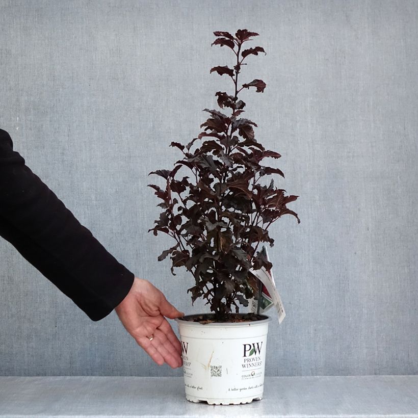 Physocarpus opulifolius Tiny Wine - Ninebark 3L/4L pot sample as delivered in autumn