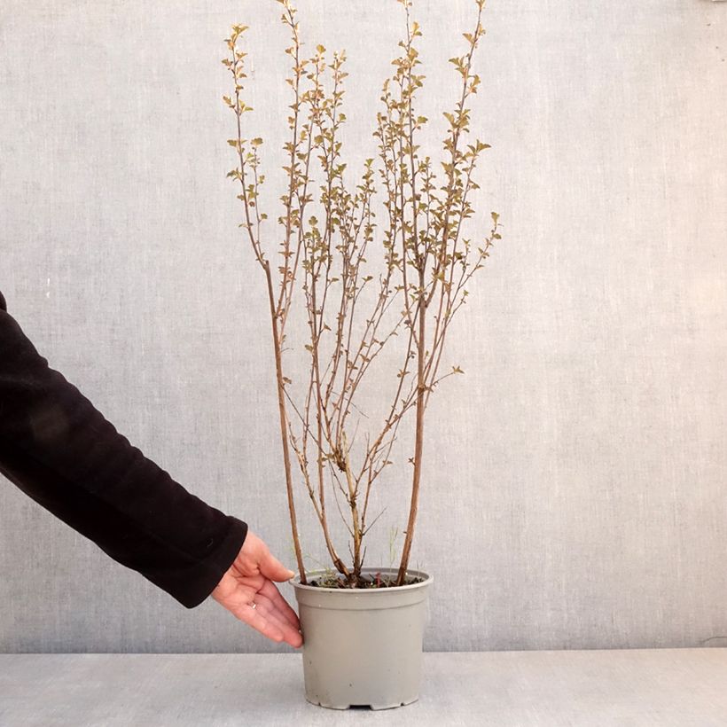 Physocarpus opulifolius Tiny Wine - Ninebark 3L/4L pot sample as delivered in spring