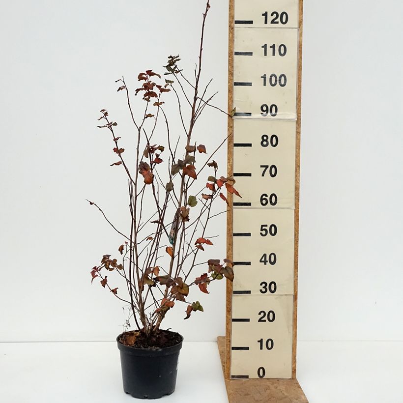 Physocarpus opulifolius Zdechovice - Ninebark 3L/4L pot sample as delivered in autumn