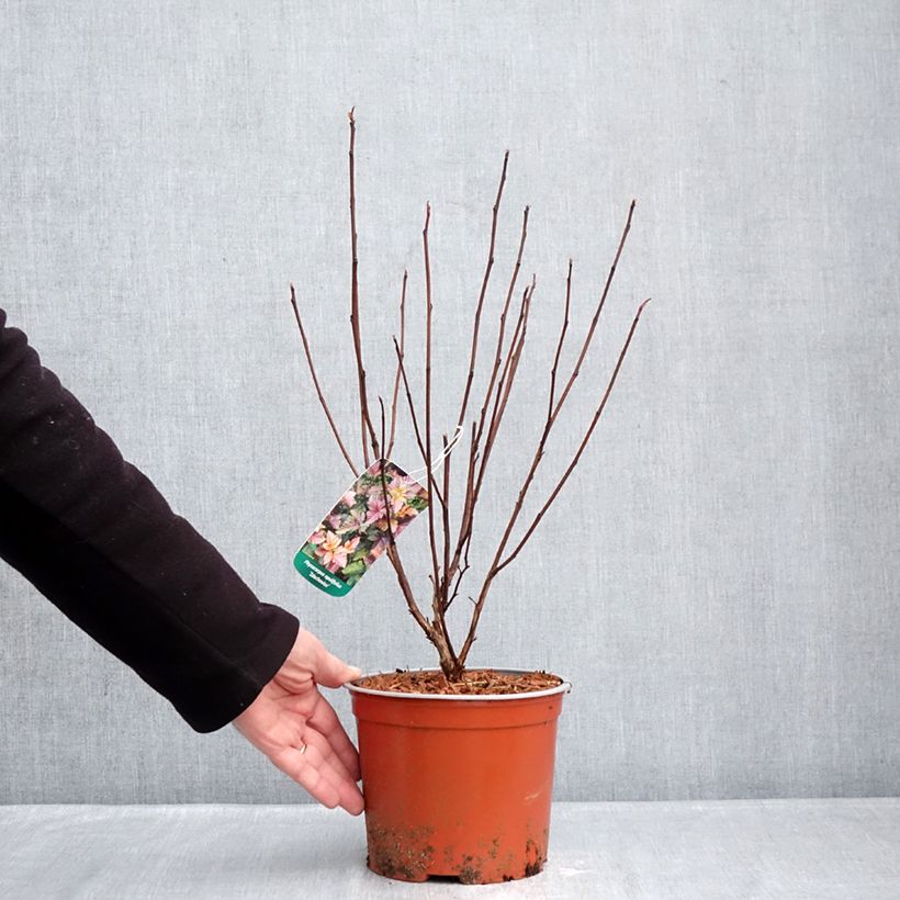 Physocarpus opulifolius Zdechovice - Ninebark 3L/4L pot sample as delivered in winter